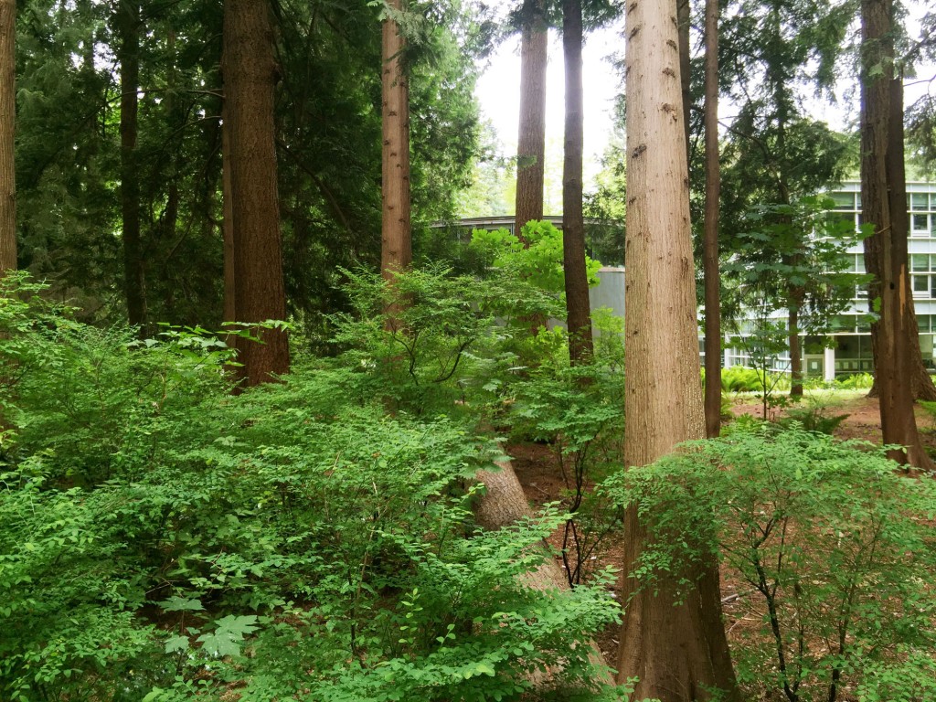 Musqueam Medicinal Forest Garden and Walk 